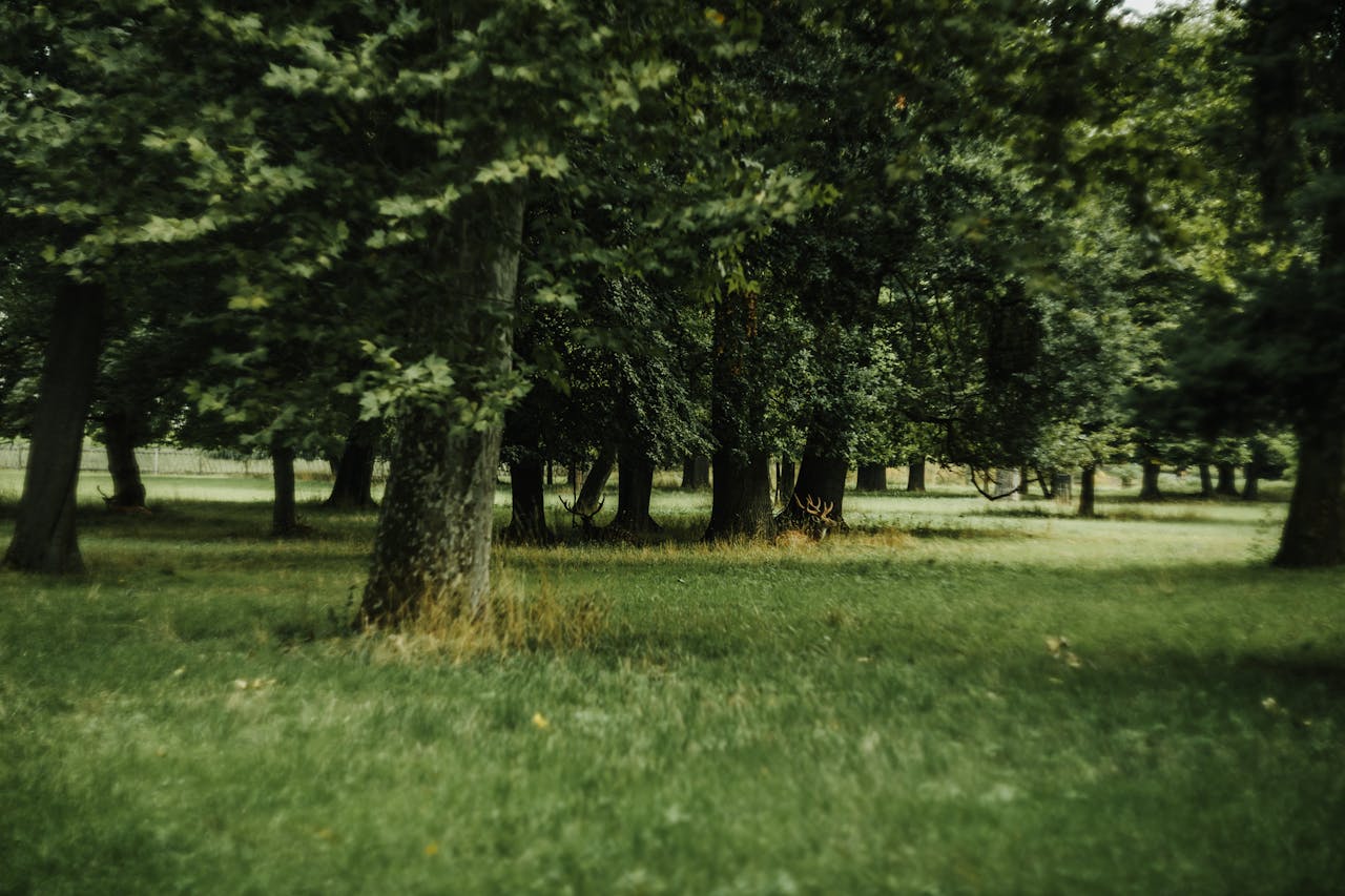 Gregory-Property-Management-green-space