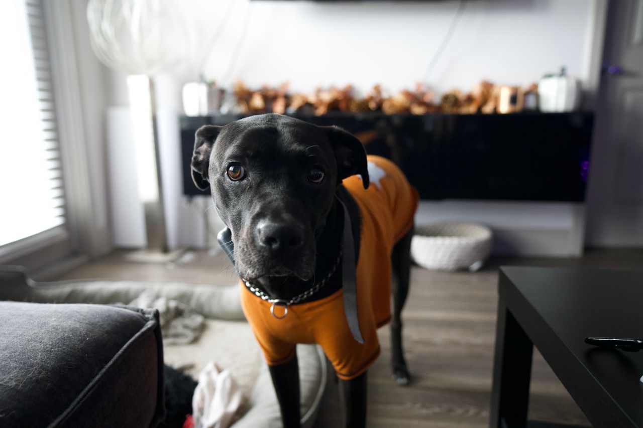 Gregory-Property-Management-dog-in-home