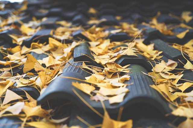 Autumn leaves on rooftop